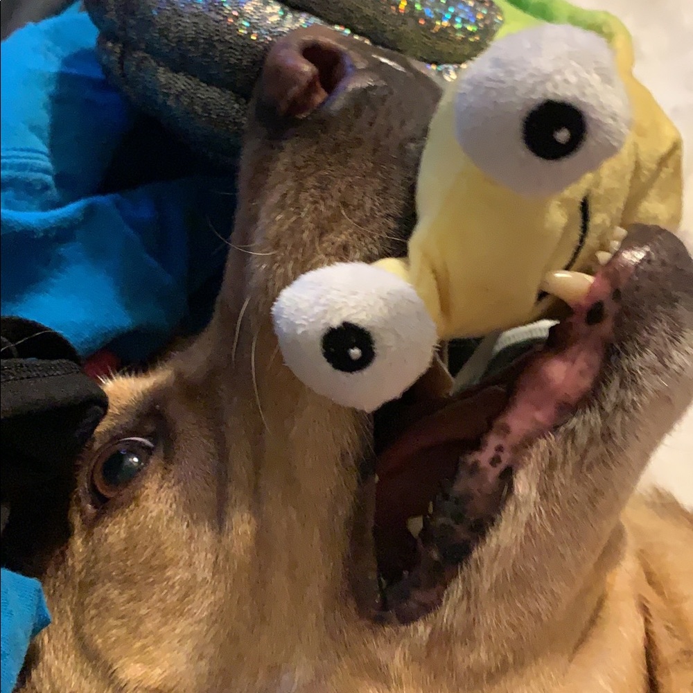 Whipper snappers ALREADY BUNDLED LOL